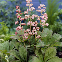 Rodgersie 'Die Schöne' - Rodgersia 'Die Schöne'