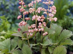 Rodgersie 'Die Schöne' - Rodgersia 'Die Schöne'