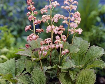 Rodgersie 'Die Schöne'