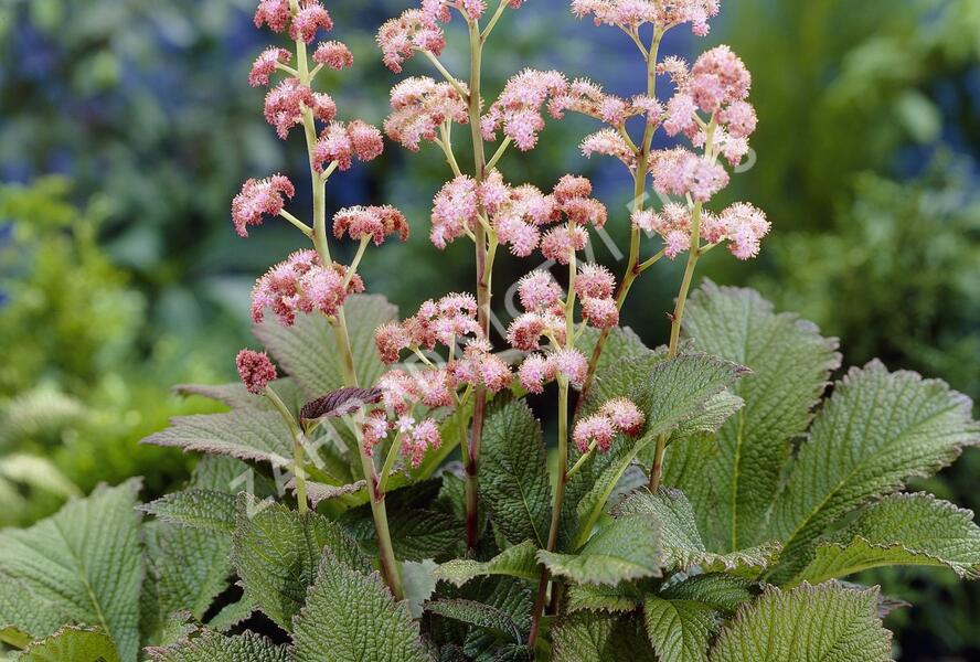 Rodgersie 'Die Schöne' - Rodgersia 'Die Schöne'