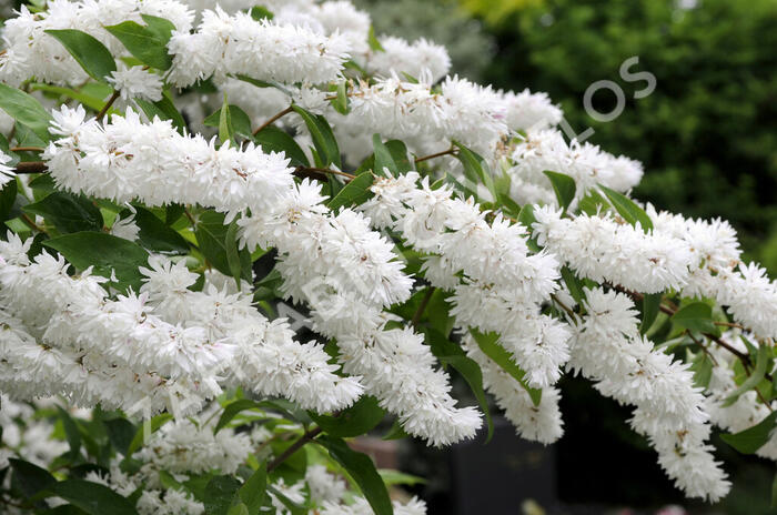 Trojpuk drsný - Deutzia scabra