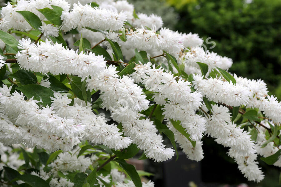 Trojpuk drsný - Deutzia scabra