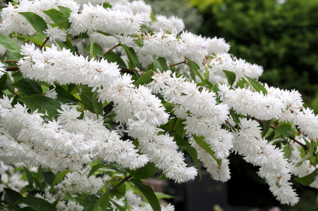 Trojpuk drsný - Deutzia scabra