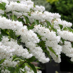 Trojpuk drsný - Deutzia scabra