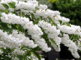 Trojpuk drsný - Deutzia scabra