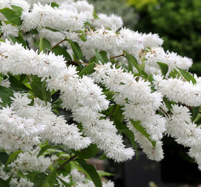 Trojpuk drsný - Deutzia scabra