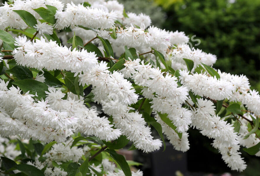 Trojpuk drsný - Deutzia scabra