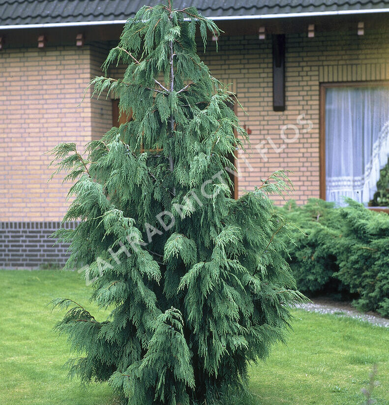 Cypřišek nutkajský 'Pendula' - Chamaecyparis nootkatensis 'Pendula'