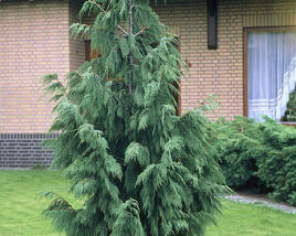 Cypřišek nutkajský 'Pendula'
