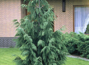 Cypřišek nutkajský 'Pendula' - Chamaecyparis nootkatensis 'Pendula'