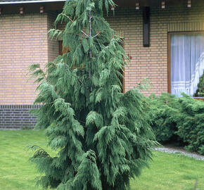 Cypřišek nutkajský 'Pendula' - Chamaecyparis nootkatensis 'Pendula'