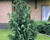 Cypřišek nutkajský 'Pendula'