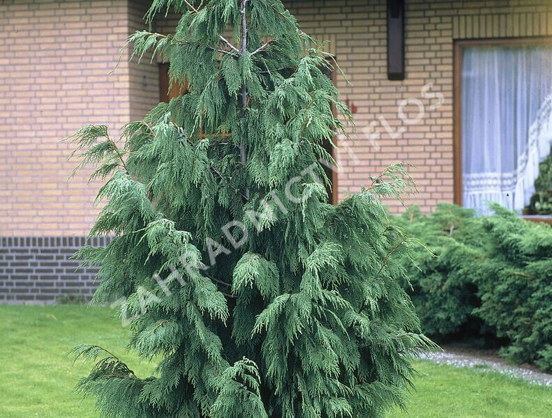 Cypřišek nutkajský 'Pendula' - Chamaecyparis nootkatensis 'Pendula'