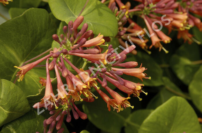 Zimolez Brownův 'Dropmore Scarlet' - Lonicera brownii 'Dropmore Scarlet'