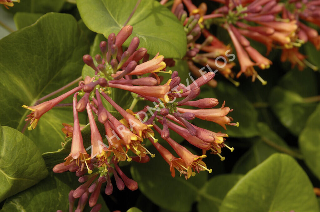 Zimolez Brownův 'Dropmore Scarlet' - Lonicera brownii 'Dropmore Scarlet'