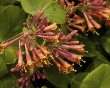 Zimolez Brownův 'Dropmore Scarlet'