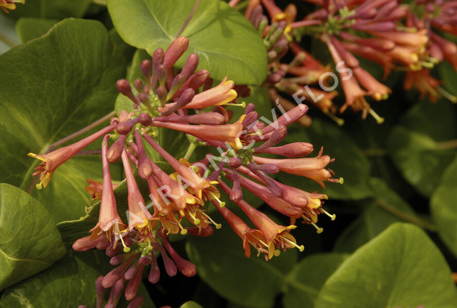 Zimolez Brownův 'Dropmore Scarlet' - Lonicera brownii 'Dropmore Scarlet'