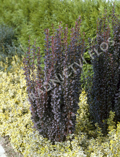 Dřišťál Thunbergův 'Helmond Pillar' - Berberis thunbergii 'Helmond Pillar'