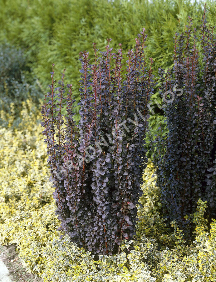 Dřišťál Thunbergův 'Helmond Pillar' - Berberis thunbergii 'Helmond Pillar'