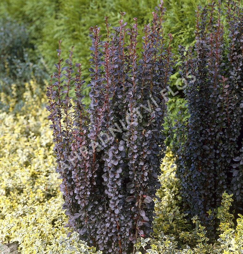 Dřišťál Thunbergův 'Helmond Pillar' - Berberis thunbergii 'Helmond Pillar'