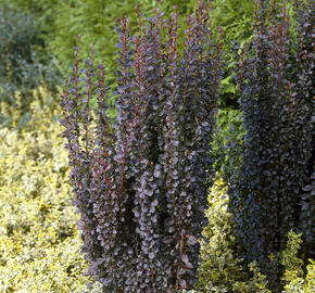 Dřišťál Thunbergův 'Helmond Pillar' - Berberis thunbergii 'Helmond Pillar'