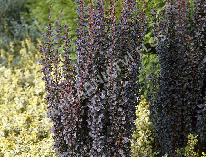 Dřišťál Thunbergův 'Helmond Pillar' - Berberis thunbergii 'Helmond Pillar'
