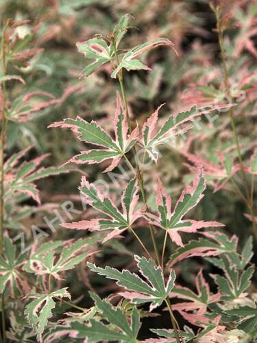 Javor dlanitolistý 'Taylor' - Acer palmatum 'Taylor'