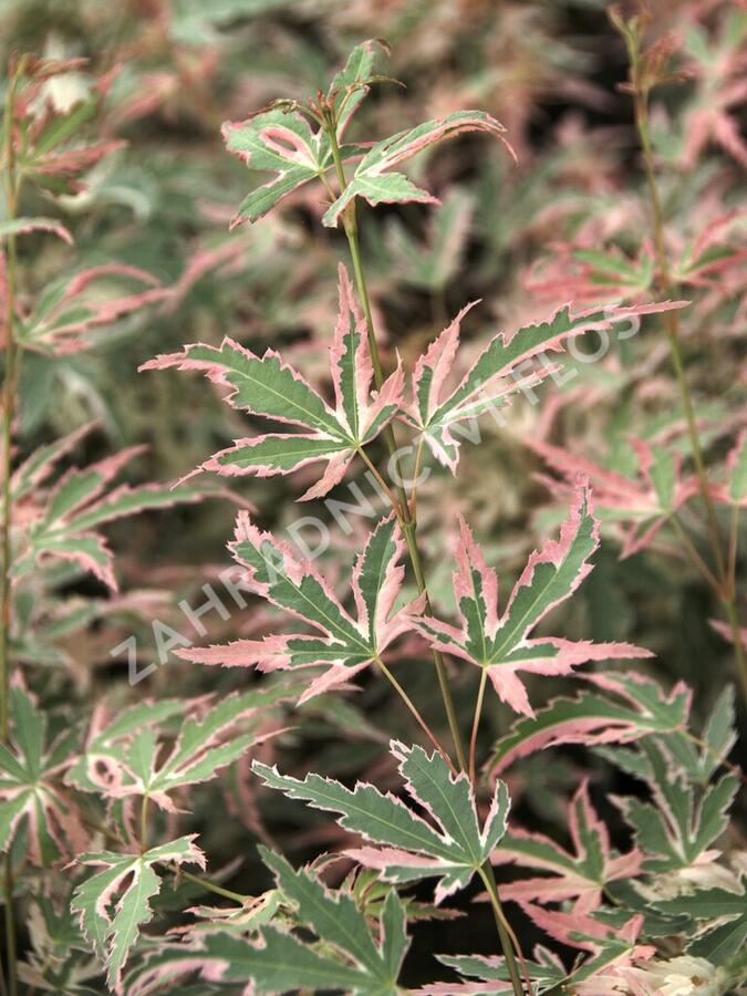 Javor dlanitolistý 'Taylor' - Acer palmatum 'Taylor'