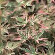 Javor dlanitolistý 'Taylor' - Acer palmatum 'Taylor'