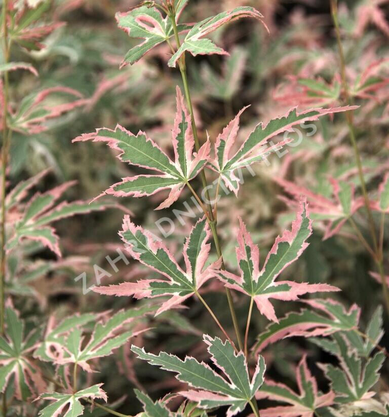 Javor dlanitolistý 'Taylor' - Acer palmatum 'Taylor'