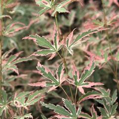 Javor dlanitolistý 'Taylor' - Acer palmatum 'Taylor'