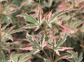 Javor dlanitolistý 'Taylor' - Acer palmatum 'Taylor'