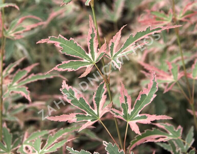 Javor dlanitolistý 'Taylor' - Acer palmatum 'Taylor'