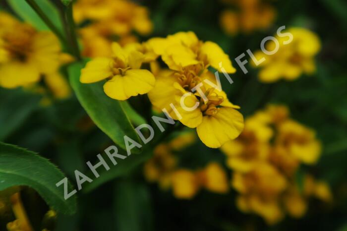 Mexický estragon - Tagetes lucida