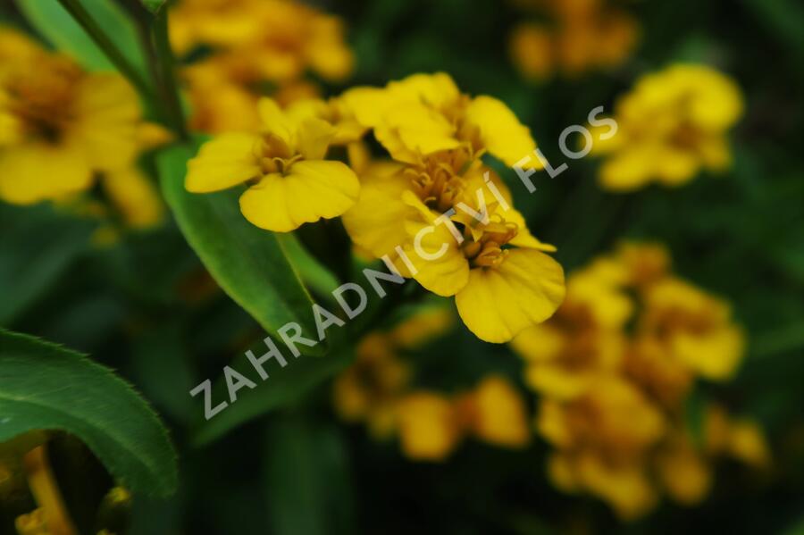 Mexický estragon - Tagetes lucida