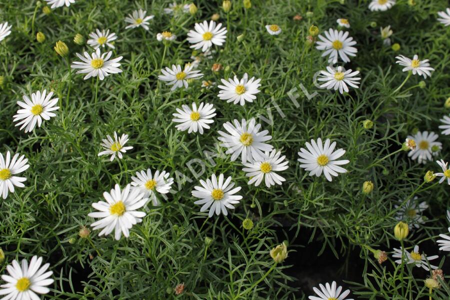 Všelicha, brachykome 'Surdaisy White' - Brachyscome multifida 'Surdaisy White'