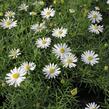 Všelicha, brachykome 'Surdaisy White' - Brachyscome multifida 'Surdaisy White'