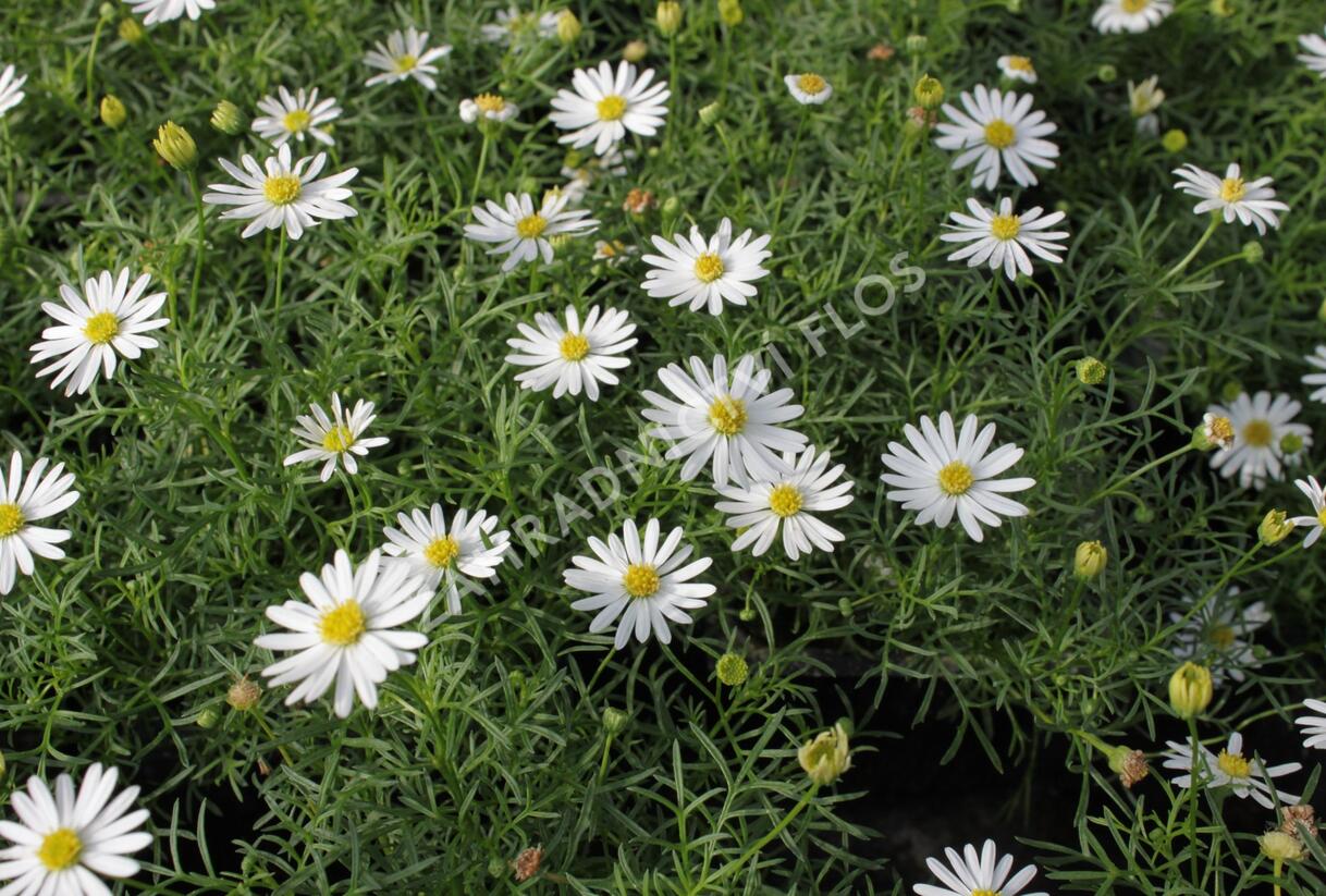 Všelicha, brachykome 'Surdaisy White' - Brachyscome multifida 'Surdaisy White'