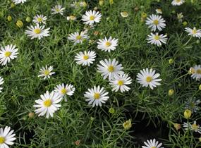Všelicha, brachykome 'Surdaisy White' - Brachyscome multifida 'Surdaisy White'