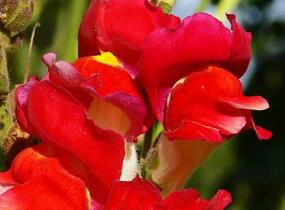 Hledík větší 'Dazzling Lips Red' - Antirrhinum majus 'Dazzling Lips Red'