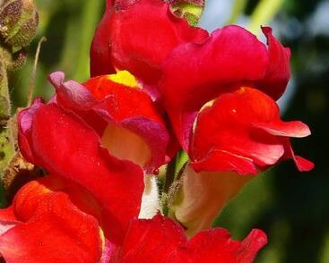 Hledík větší 'Dazzling Lips Red'