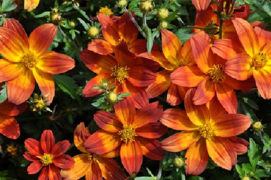 Dvouzubec 'Bidy Boom Red' - Bidens 'Bidy Boom Red'