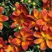 Dvouzubec 'Bidy Boom Red' - Bidens 'Bidy Boom Red'