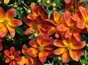 Dvouzubec 'Bidy Boom Red' - Bidens 'Bidy Boom Red'