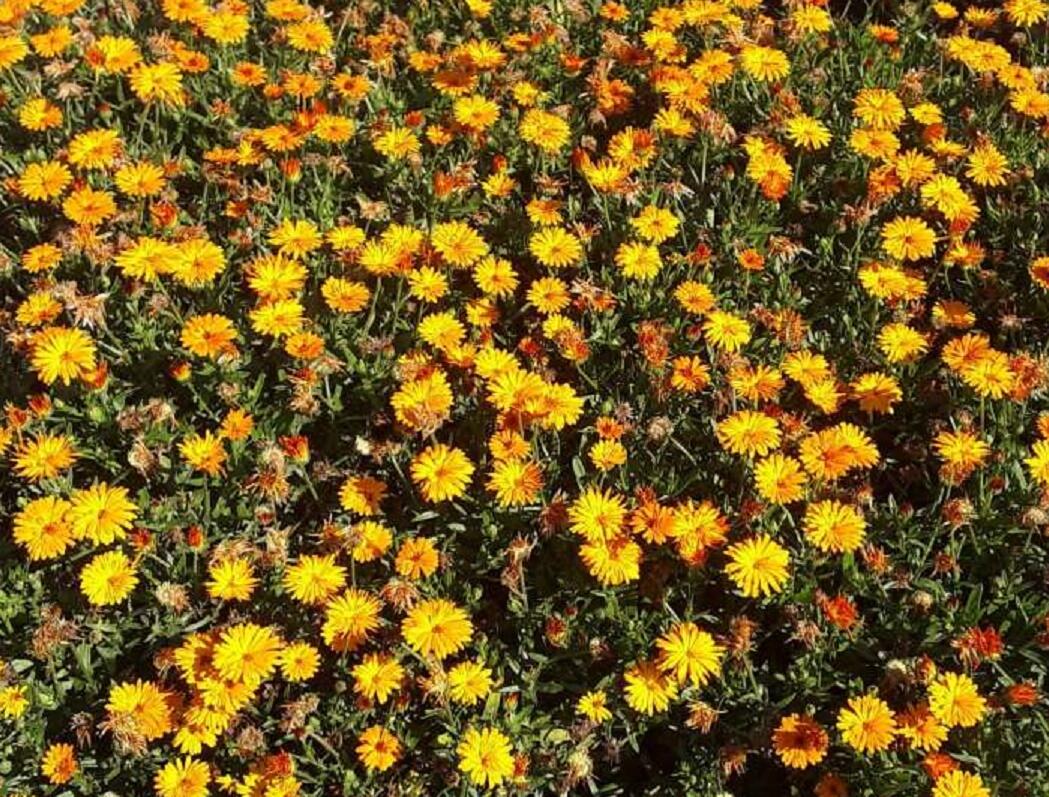Měsíček lékařský 'Tangerine' - Calendula officinalis Cheers 'Tangerine'