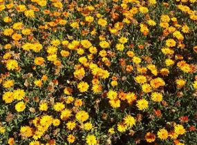 Měsíček lékařský 'Tangerine' - Calendula officinalis Cheers 'Tangerine'