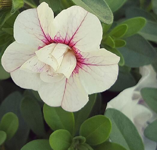 Minipetúnie, Million Bells 'MiniFamous Uno Double White & Pink Vein' - Calibrachoa hybrida 'MiniFamous Uno Double White & Pink Vein'