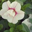 Minipetúnie, Million Bells 'MiniFamous Uno Double White & Pink Vein' - Calibrachoa hybrida 'MiniFamous Uno Double White & Pink Vein'