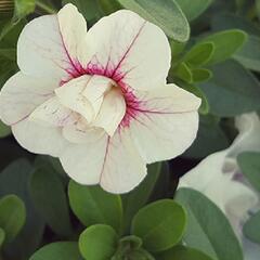 Minipetúnie, Million Bells 'MiniFamous Uno Double White & Pink Vein' - Calibrachoa hybrida 'MiniFamous Uno Double White & Pink Vein'