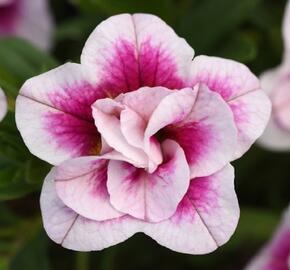 Minipetúnie, Million Bells 'MiniFamous Uno Double Pink' - Calibrachoa hybrida 'MiniFamous Uno Double Pink'